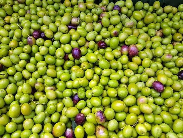 زيتون أخضر طازج سعودي – إنتاج محلي بجودة ممتازة