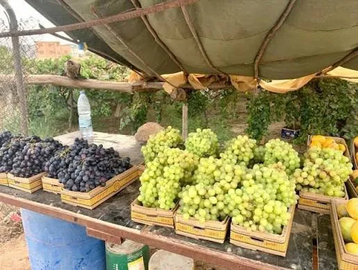 عنب طازج سعودي فاخر – حبات ممتلئة وطعم حلو - صورة 4