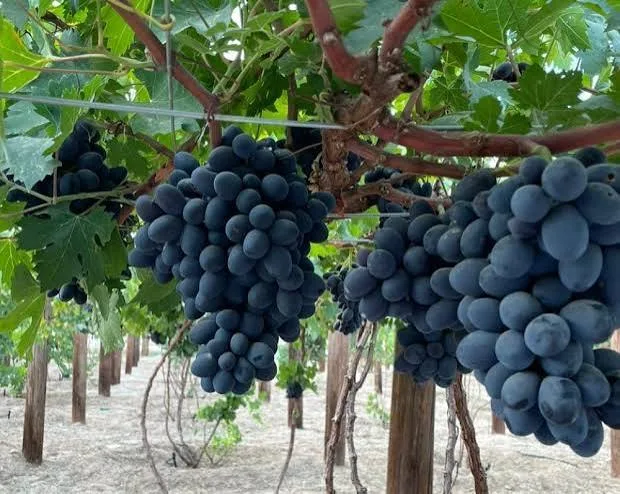 عنب طازج سعودي فاخر – حبات ممتلئة وطعم حلو