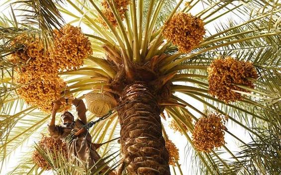 موسم التمور السعودي